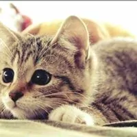 Profile picture of Carlos Alberto Estrada Banchón