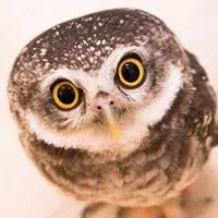 Profile picture of ბუ ტყიდან