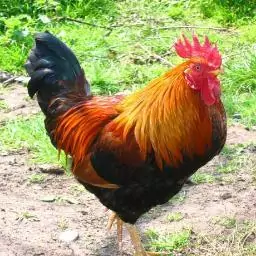 Profile picture of mangkokayamjago