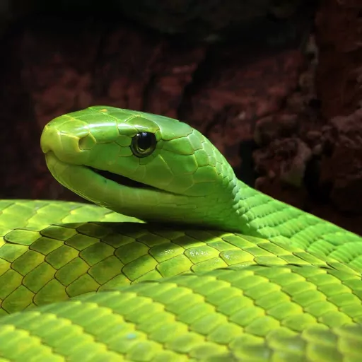 Profile picture of Dominic D.