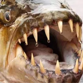 Profile picture of Harrison Gardiner